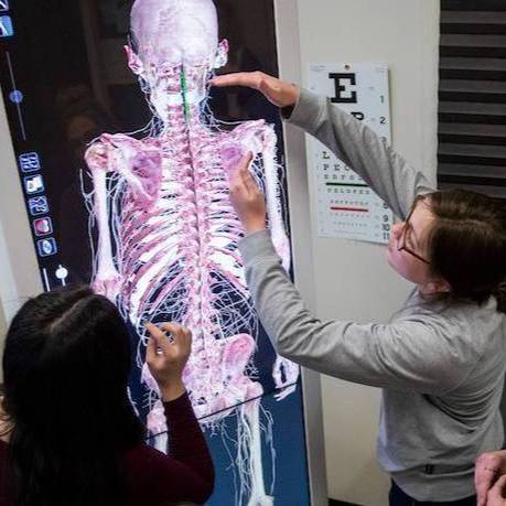 Gallatin College healthcare students view a virtual cadavor.