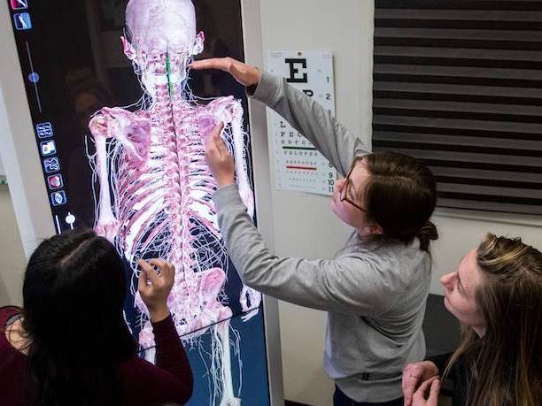 students utilizing digital cadavor
